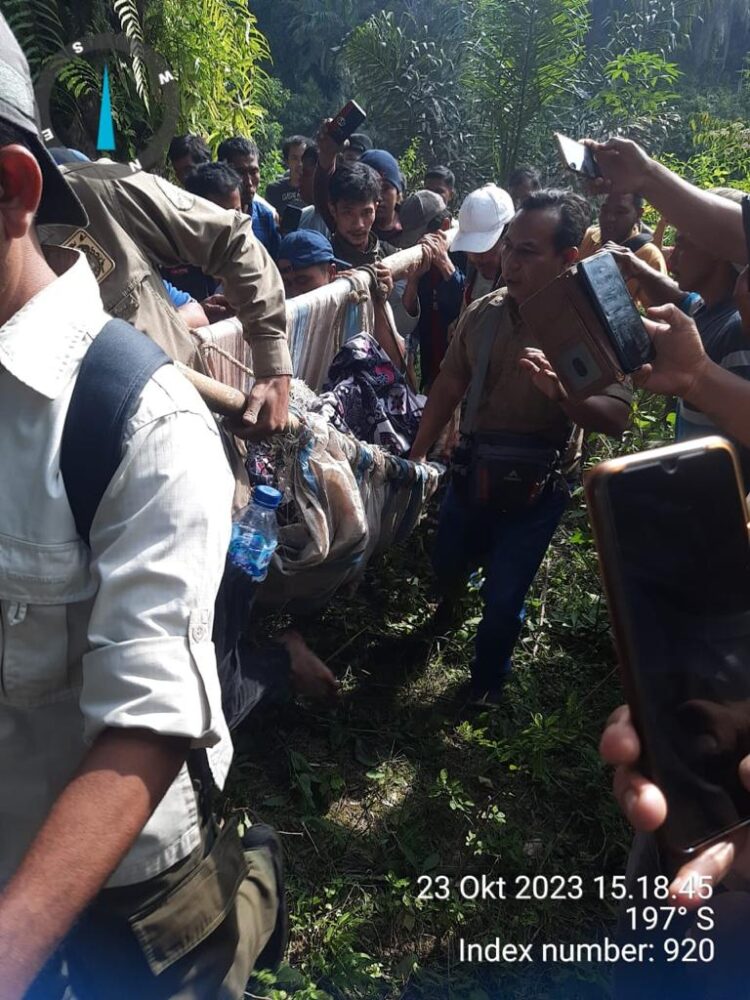 Polsek Dolok Panribuan Bantu Evakuasi Harimau Sumatera yang Terjerat Jebakan Babi Hutan