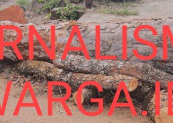 Aneh, Pohon Mahoni di Pinggir jalan Besar Nagori Dolok Ditebang OTK