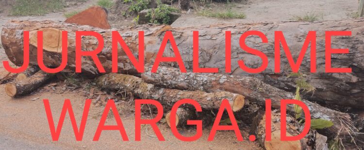 Aneh, Pohon Mahoni di Pinggir jalan Besar Nagori Dolok Ditebang OTK