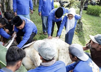 Pemko Pematangsiantar Menyembelih Hewan Kurban  7 Ekor Sapi