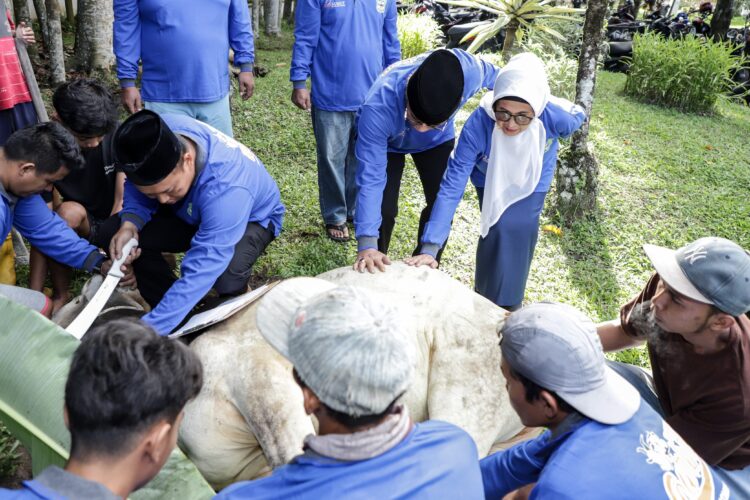 Pemko Pematangsiantar Menyembelih Hewan Kurban  7 Ekor Sapi