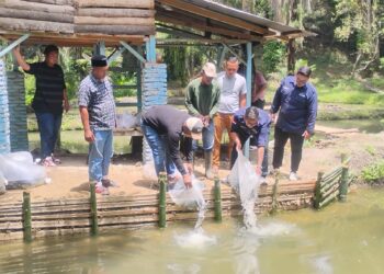 Pemerintahan Nagori Silou Dunia Bekerjasama Dengan Yayasan Rumah Yatim Tabur Ribuan Bibit Ikan