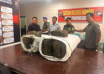 Intel Kodim 0207/Simalungun Temukan 47,20 Kg Ganja Kering di Komplek USI Pematangsiantar
