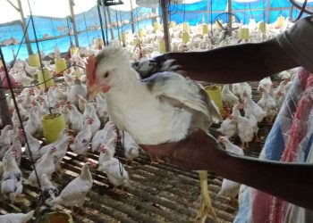 Proyek BUMNag Siholma Banjaran Gagal Panen: Ayam Kalasan Banjaran Susah Dijual, Janji Manis Rekanan Menguap