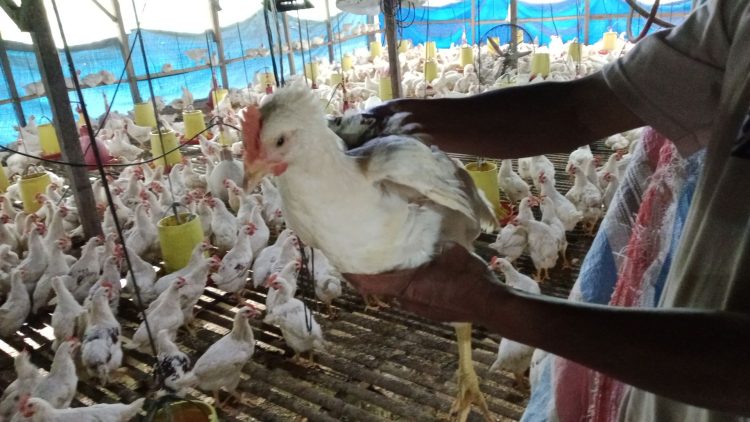 Proyek BUMNag Siholma Banjaran Gagal Panen: Ayam Kalasan Banjaran Susah Dijual, Janji Manis Rekanan Menguap