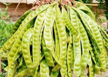 Maling Petai dan Jengkol Resahkan Warga Simalungun, Diduga Kaitan dengan Narkoba