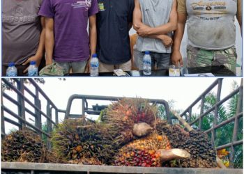 Lagi Asik Langsir Sawit, 5 Bandit PTPN-4 Dibabat Jatanras Simalungun!