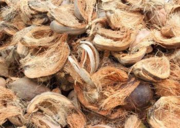 Ironi di Silou Kahean: Kelapa Langka, Warga Keluhkan S4bu Lebih Mudah Didapat