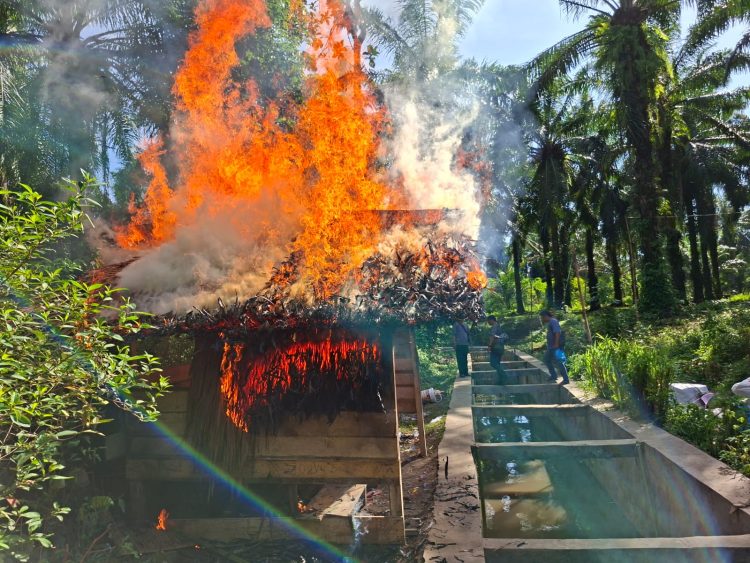 Kasnob Simalungun Mengamuk di Tanah Jawa, 5 Pelaku Diamankan dan Gubuk Sabu Dibakar Habis