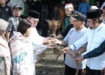 Jelang Idul Adha, Wali Kota Wesly Silalahi Serahkan Sapi Kurban ke MUI dan Bakal Ditetapkan Jadi Bapak Kerukunan