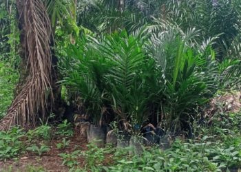Bibit PSR yang Belum ditanam