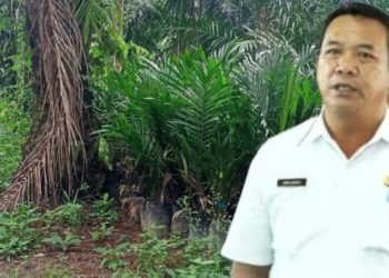 Lahan PSR Damakitang Terbengkalai, Kadis Pertanian Simalungun Janji Tinjau Lapangan