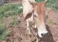 Dua Kali Beraksi, Spesialis Curi Lembu diringkus Polsek Bosar Maligas