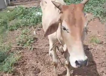 Dua Kali Beraksi, Spesialis Curi Lembu diringkus Polsek Bosar Maligas