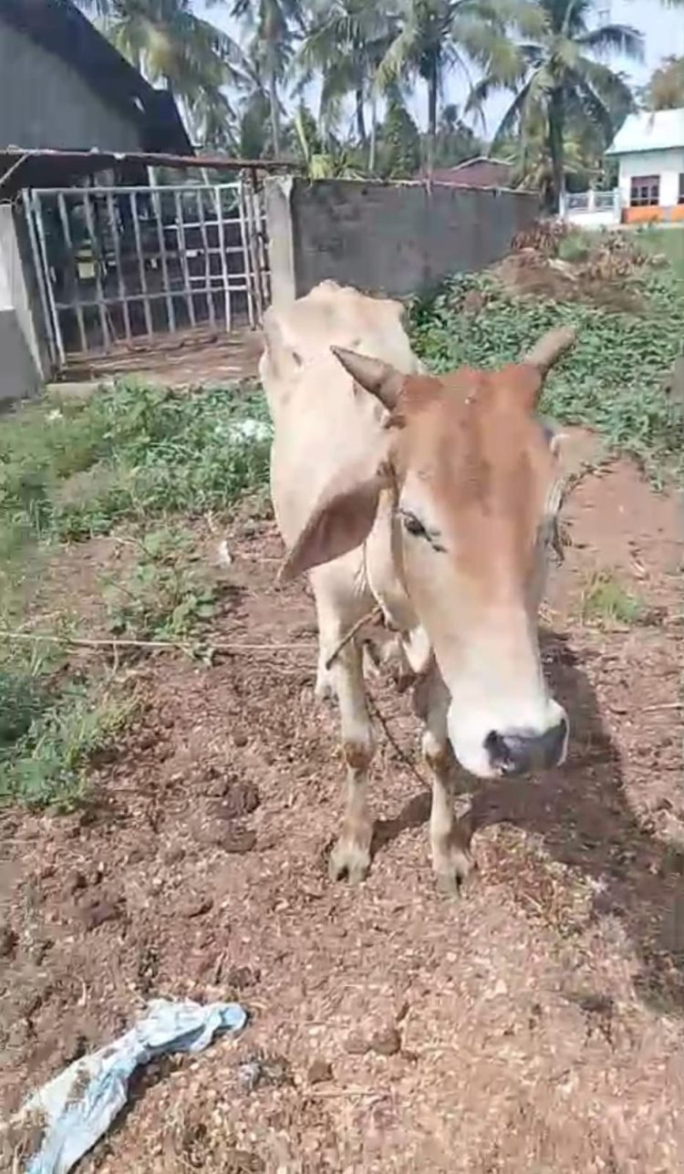 Dua Kali Beraksi, Spesialis Curi Lembu diringkus Polsek Bosar Maligas